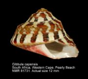 Gibbula capensis (2)